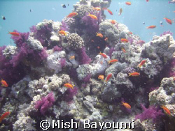 Nice mix of colours by Mish Bayoumi 